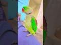 #love #funny #talkingparot #cute #pets