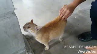 WHEN CAT GET BACK TICKLE