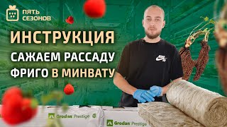 Высадка клубники фриго в каменную вату // инструкция как высадить клубнику