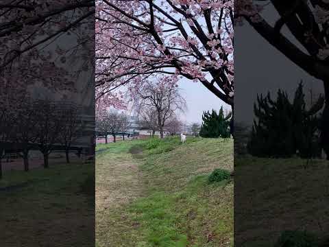 汐入公園　大寒桜　✿　荒川区　南千住　芝生　土手　☆　東京スカイツリー　♬　2024年　3月9日　☀　早朝　さくら　桜 @iamshinya777