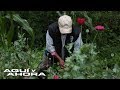 Aunque el opio produce sumas millonarias, campesinos que cultivan amapola apenas sobreviven