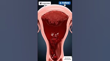 Menstrual cycle in 3d animation #pregnant #3danimation #menstruation #menstrualcycle