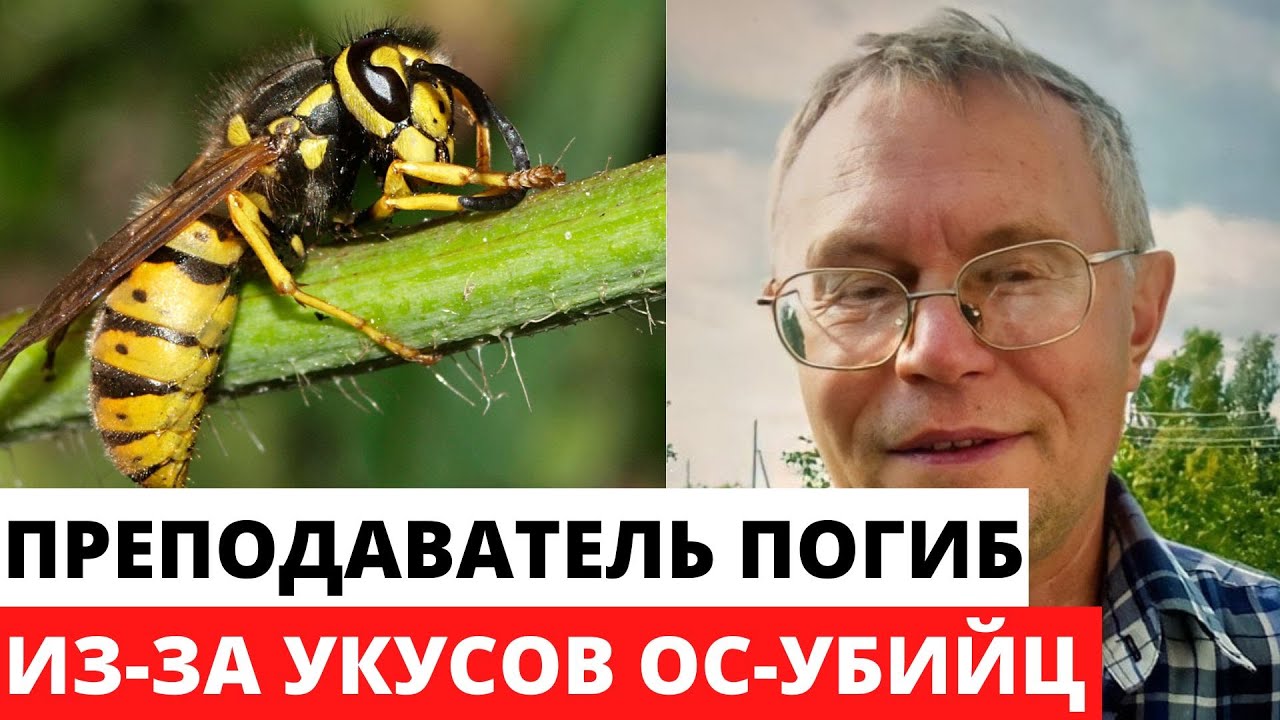 Укусы ос привели к летальному исходу - YouTube
