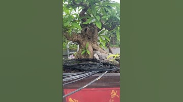 Lộc cừng hoa đỏ già cốt chậu chân bệ đẹp gl các bác