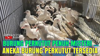 CEK HARGA PERKUTUT 2022 !!! Aneka burung perkutut tersedia