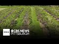 Overnight cold snaps stress peach crop at Pennsylvania farm