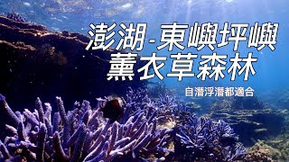 澎湖世界級浮潛聖地 南方四島之東嶼坪嶼薰衣草森林, 望安島瘋狂親子水上樂園, 七美一日遊, 夜釣小管