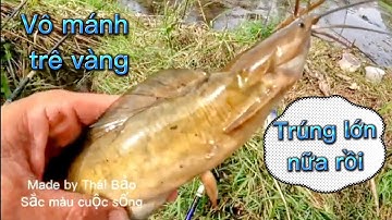 Tập 54Dp: Săn bắt rừng tràm. trúng mánh trê vàng U Minh Thượng. Fishing National Gold catfish