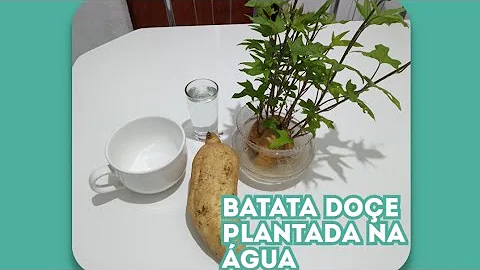 Como cultivar batata na água?