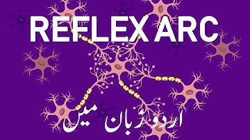 Why Our Reflexes are Automatic and Fast | Humara Reflex System Kia Hai? | UrduFreeAnimatedEducation