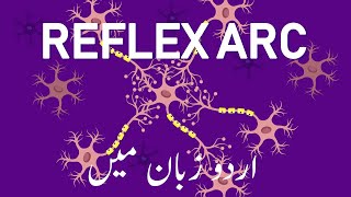 Why Our Reflexes Are Automatic And Fast Humara Reflex System Kia Hai? Urdufreeanimatededucation