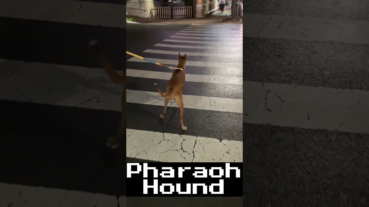 Pharaoh hound in the dark
