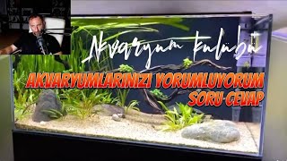 AKVARYUMLARINIZI YORUMLUYORUM SORU-CEVAP #akvaryum #aquarium #akvaryumkulübü 