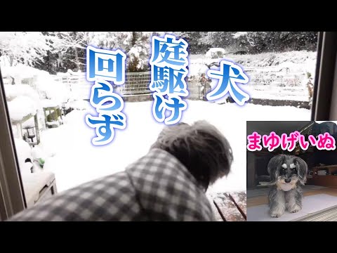 ドイツの犬なのに寒いの嫌い Schnauzer シュナウザー うちのコ記念日 多頭飼い Youtube ドイツの犬なのに寒いの嫌い Schnauzer シュナウザー うちのコ記念日 多頭飼い Youtube