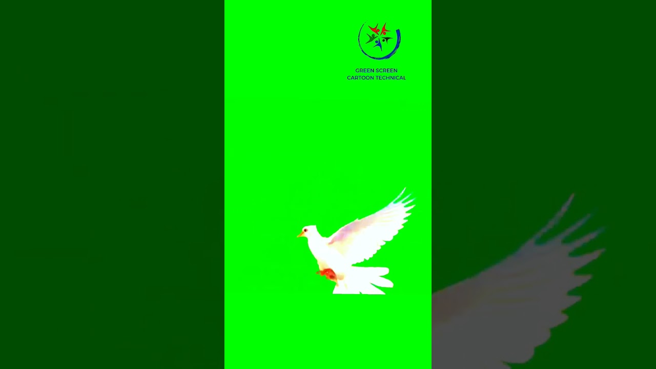 🕊️ pigeon green screen/dove flying/green screen/birds green screen/white doves flying 