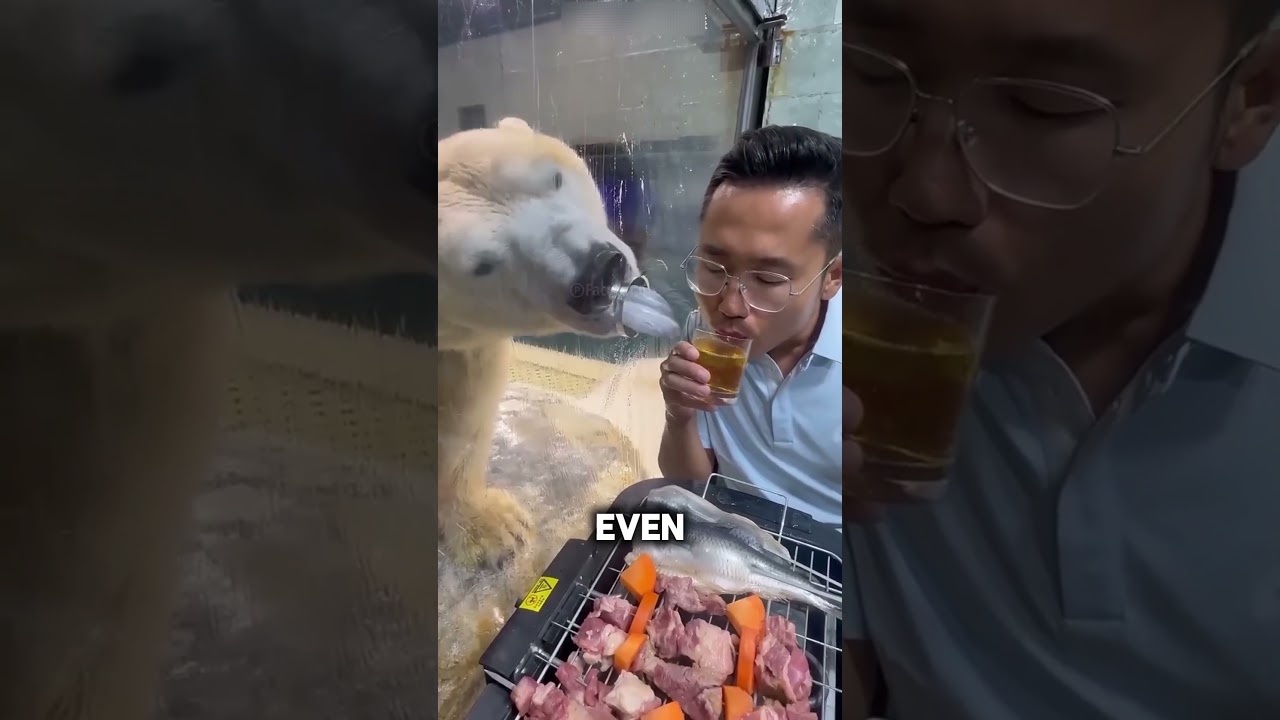 Хитрый трюк белого медведя 😯