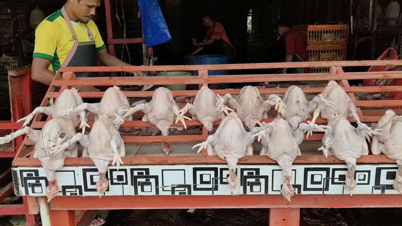 Peluang usaha ayam potong - YouTube