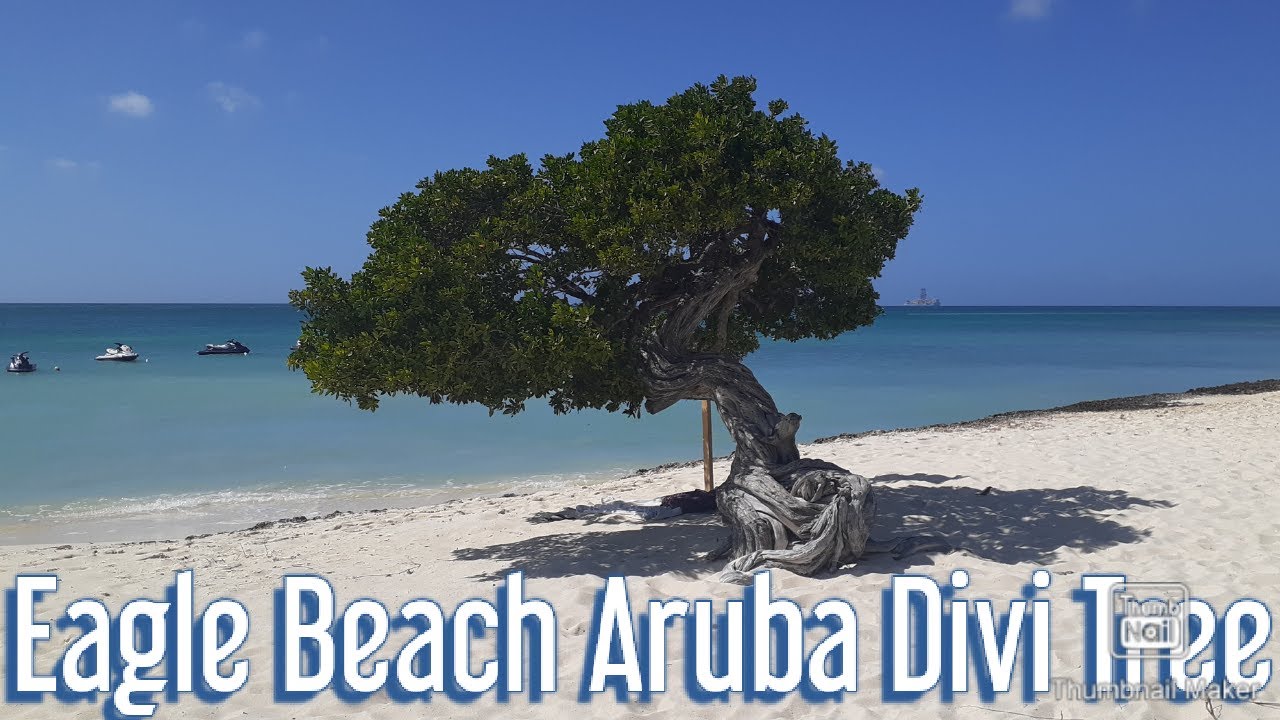 Famous Divi Tree in Eagle Beach Aruba