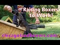 Boxer Puppy Training at Chicagolandboxers.com