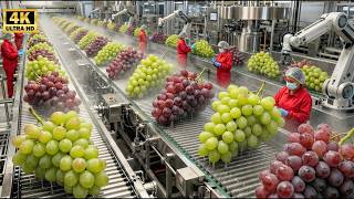 Inside a Mega Grape Jelly Factory: How Grape Jelly Is Made (Full Process)