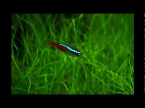 Videoscheda Paracheirodon innesi (Neon)