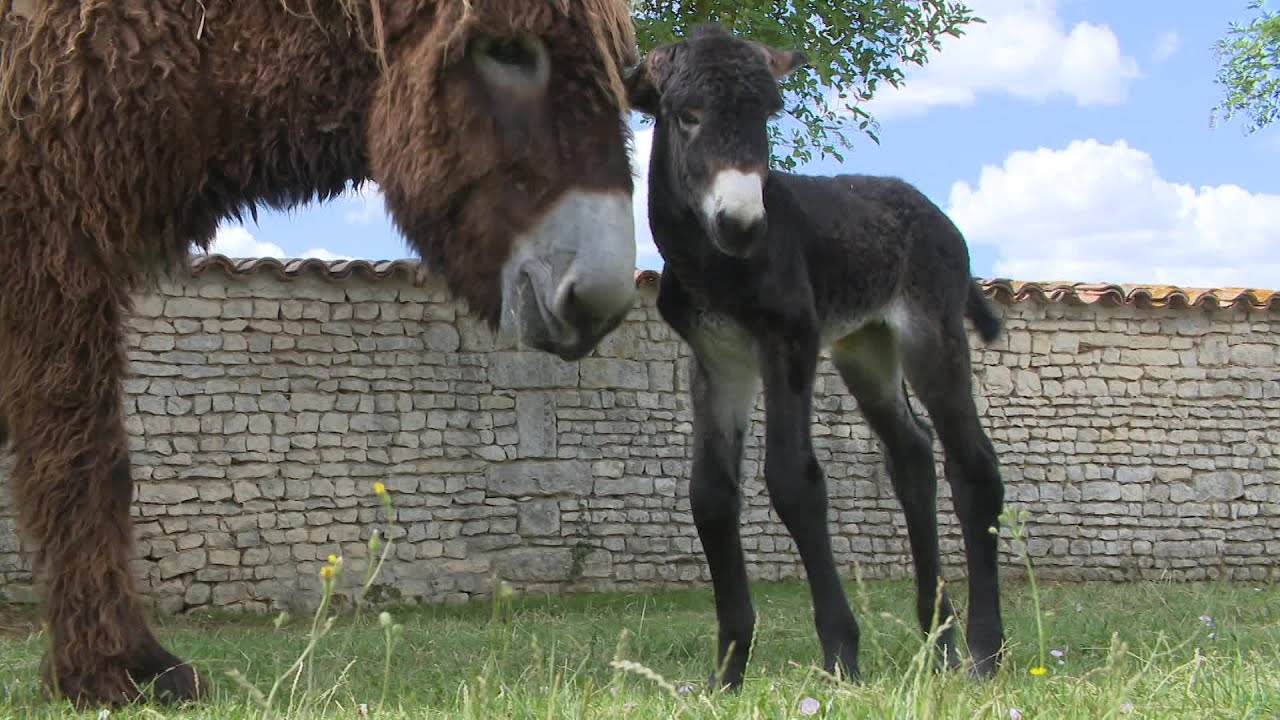 Naissances à l'Asinerie du Baudet du Poitou à DampierresurBoutonne YouTube