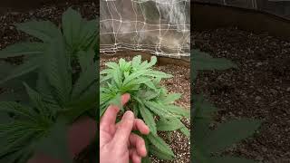 Signs that our plants telling us that our roots are being damaged from too much Nitrogen.