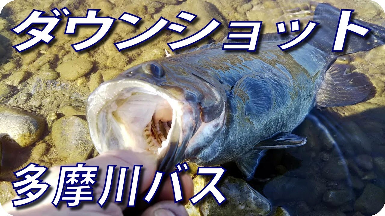 ダウンショット グリパンでヒット 多摩川 バス釣り 釣行記19 3月 P 09 Hcz Blog