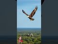 Astonishing 😳😳😳😳#funny #comedymove #funnyvideos #animals#comedyfilms  #ai #funnycomedy #comedy 