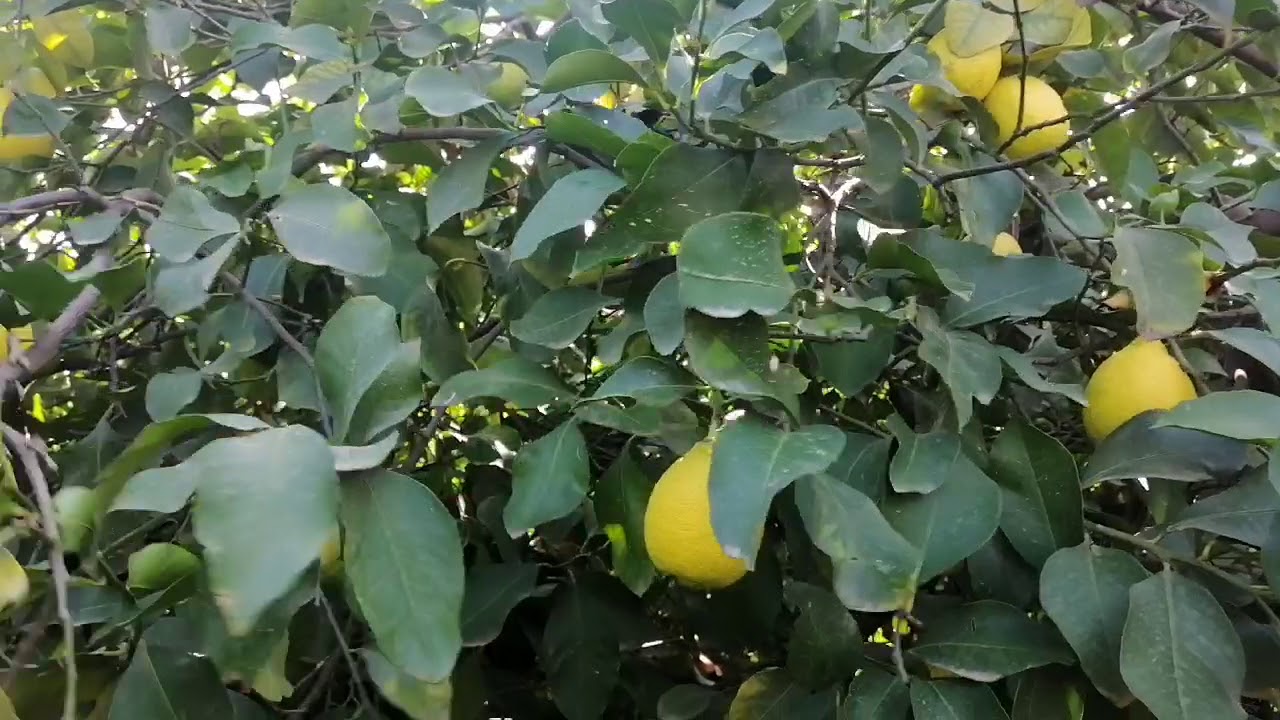 Limonda budama ve  terbiye