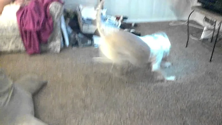 Monty Running in Circles
