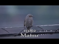 【スーパースロー】鳥の群れ・スズメ・ムクドリ・カラス・羽ばたき