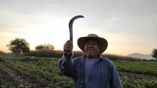 Cultivando jícama en el estado de Morelos (Cosecha de la jícama parte 1)