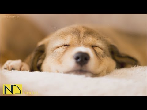 20 HOURS of Deep Sleep Anti Separation anxiety Dog Music💖Calming Dog Music🎵stressed dog🐶 NadanMusic