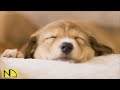 20 hours of deep sleep anti separation anxiety dog musiccalming dog musicstressed dog nadanmusic