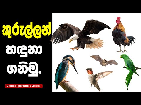 Birds Names, Videos & Sounds - Sinhala /කුරුල්ලන්ගේ නම්, රූපරාමු  හා ශබ්ද