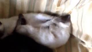 My kittens sleeping by LightEntity X 22 views 7 years ago 16 seconds
