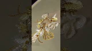 Luneville Embroidery - Graceful bouquet of flowers SHORT