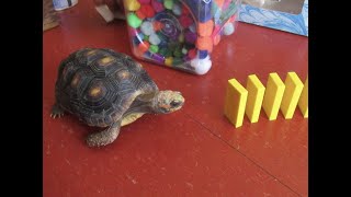 Domino Maze For Vega