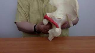 Anatomy video # 30 , Obturator Internus explained in Pilipino; August 11,2019 @ 1226