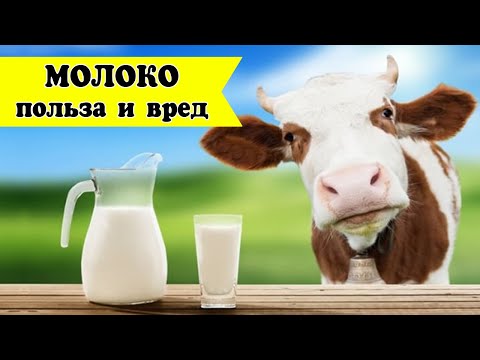 Молоко польза и вред. Что будет в организме, если пить каждый день?