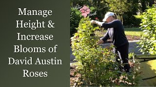 🌹 Manage Rose Height & Increase Blooms | Deadhead, Prune & Shape Roses