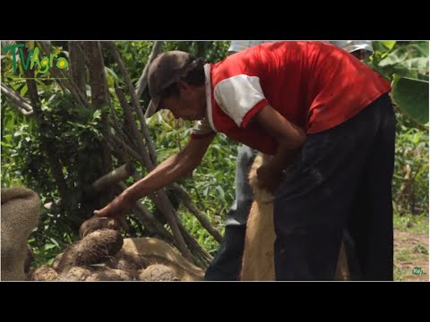 Video: Plantas chinas de ñame - ¿Cómo se cultivan los ñames?