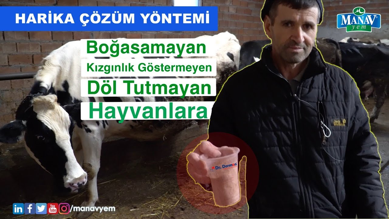 Boğasamayan, Kızgınlık Göstermeyen ve Döl Tutmayan Hayvanlara Harika Çözüm Yöntemi