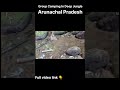 Group Camping In Deep Jungle Arunachal Pradesh #shortsfeed #shortsvideo