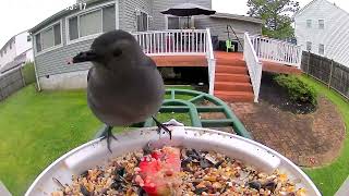 Catbird visits feeder to eat some strawberries