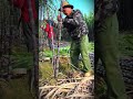 simple technique for harvesting sugar cane using a crowbar #shorts #harvest #sugarcane
