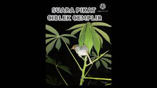 Ampuh  Suara Pikat Ciblek Cemplir