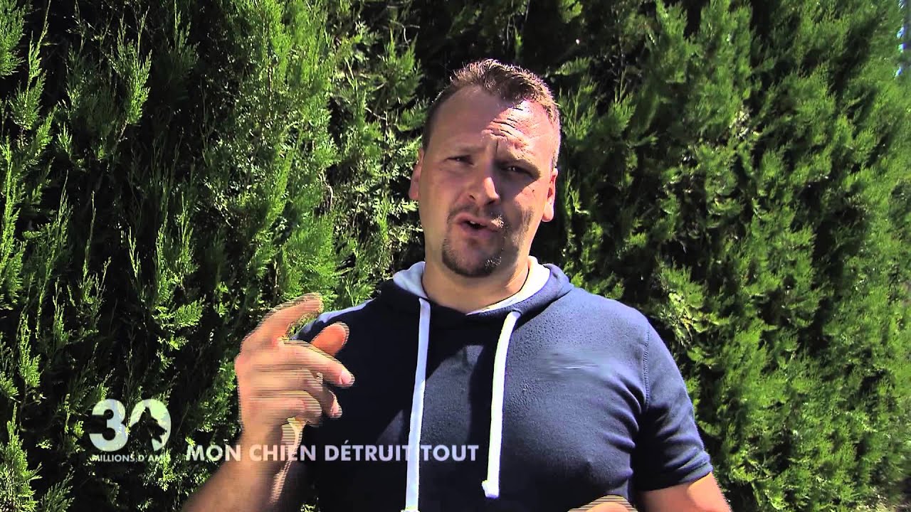 Mon chien détruit tout