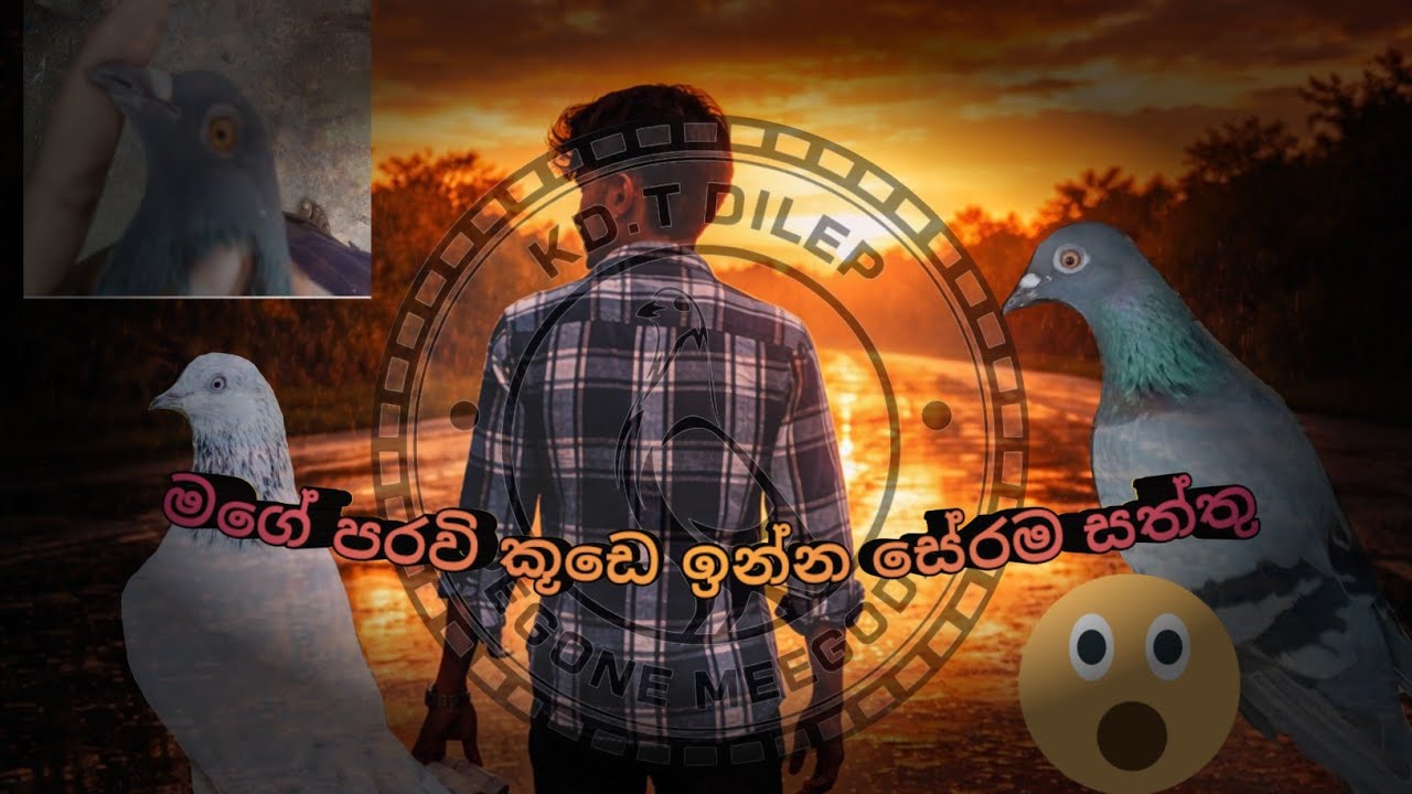 මගේ පරවි කූඩෙ ඉන්න සේරම සත්තු#pigeon #pigeonlaver #srilanka #1k #animals 